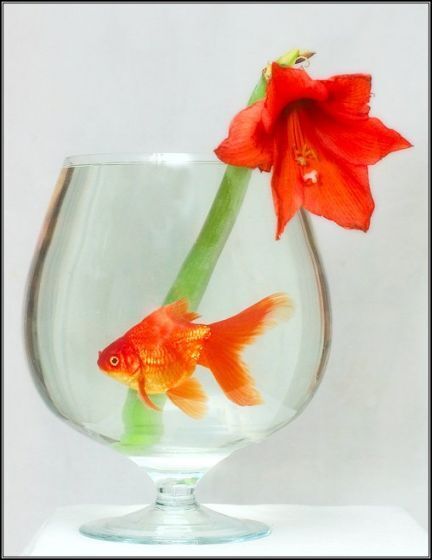 Имя не выбирают