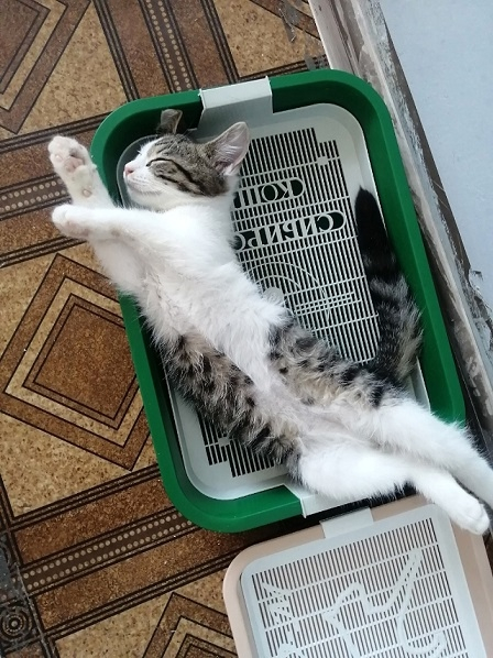           , ,   ,  , 