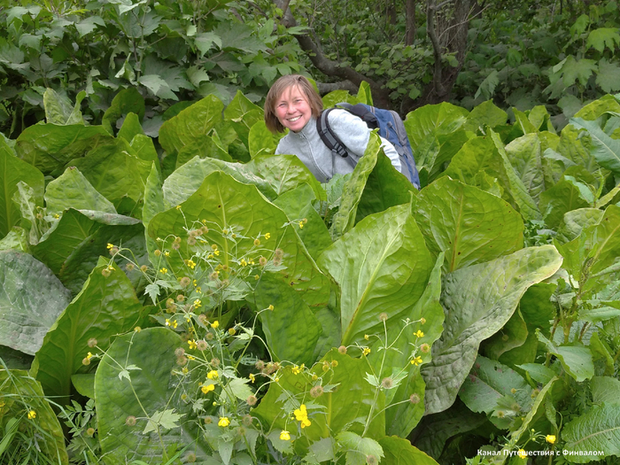Лизихитон камчатский в июле.