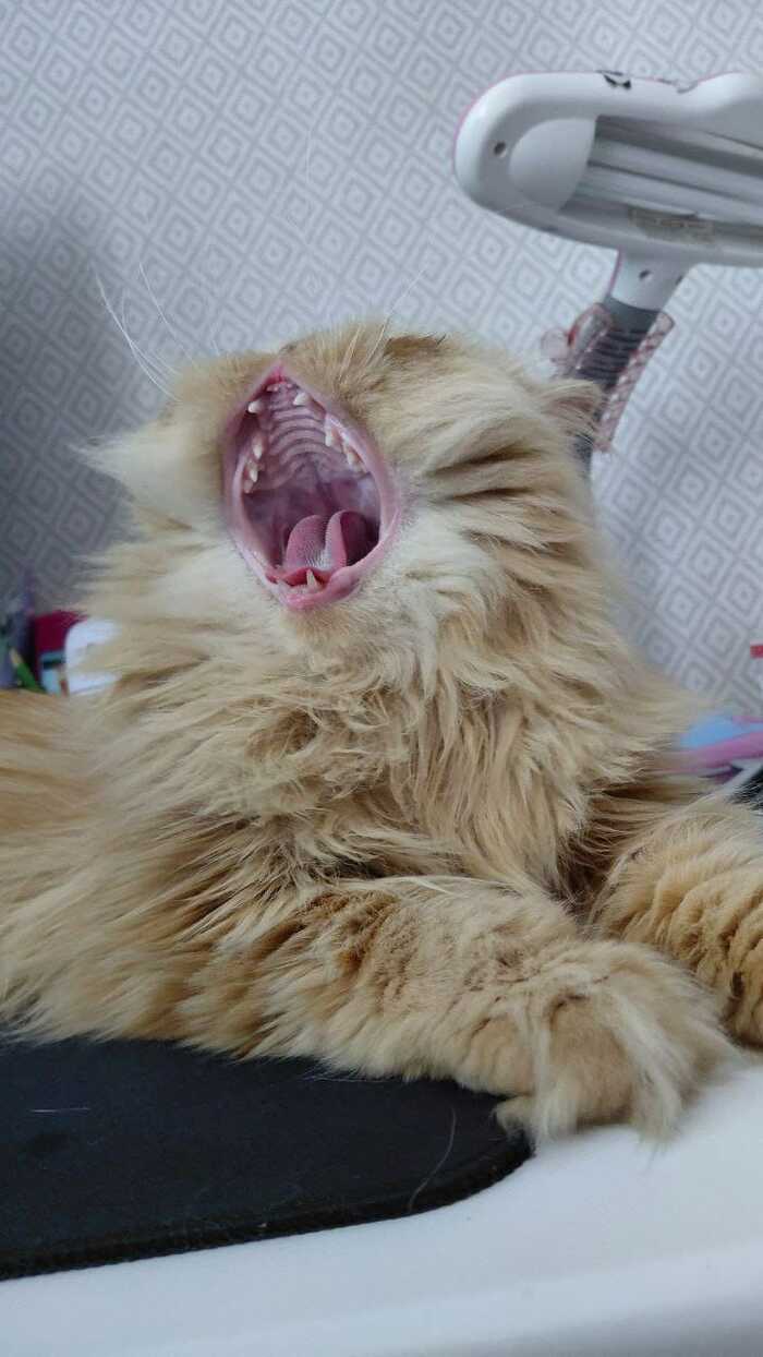 Зевота зевота ,перейди на Федота