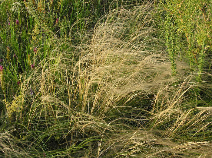  Stipa nitida