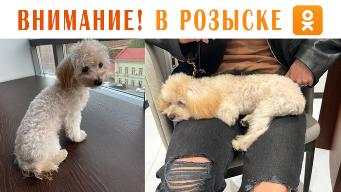 Собака породы Мальтипу Болонка пропала в Ленинградской области