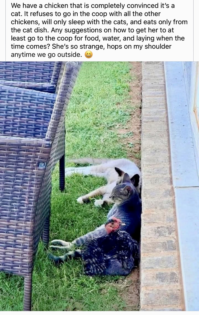  ,    , 