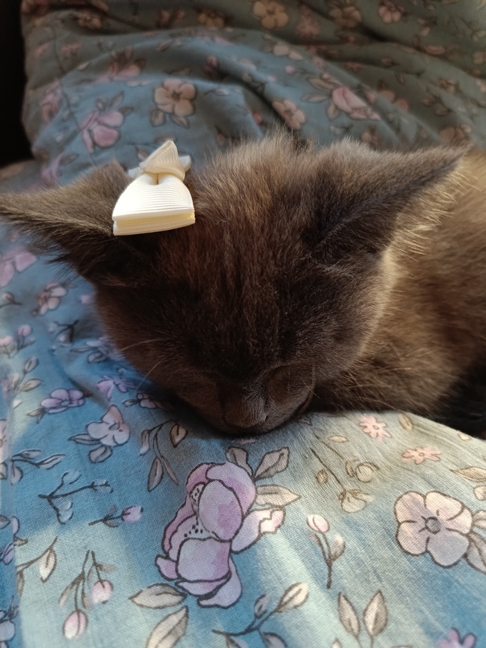 Мне подарили котика