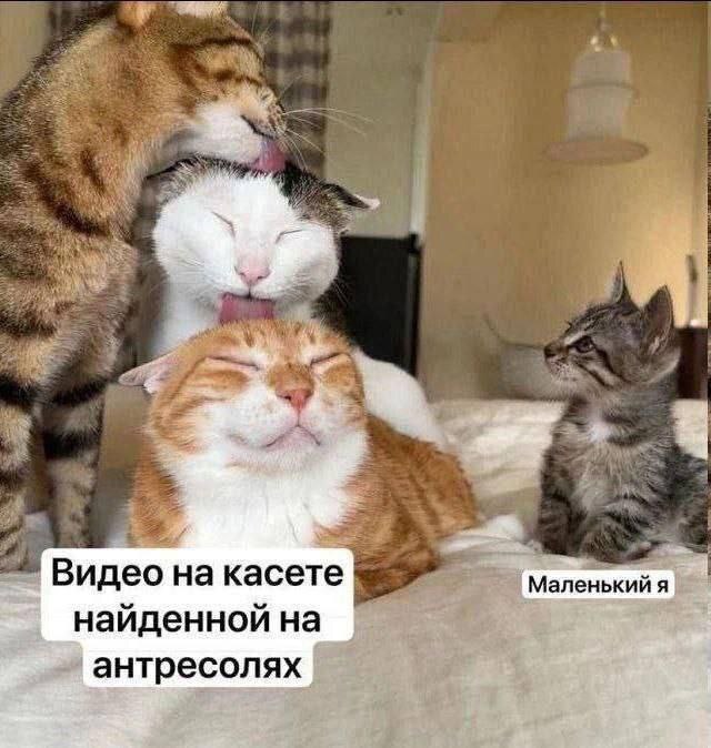 qk52n7ld.jpg