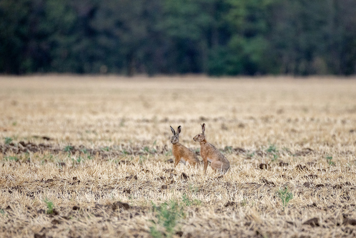 Теперь не укрыться в пшенице