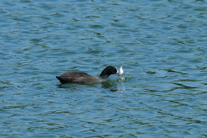 Лыска с рыбкой