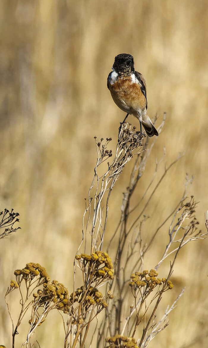 Где же ты Сибирь?