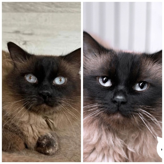 Кот Добрячок, 5 лет. Уехал домой 3 августа 2025 г.