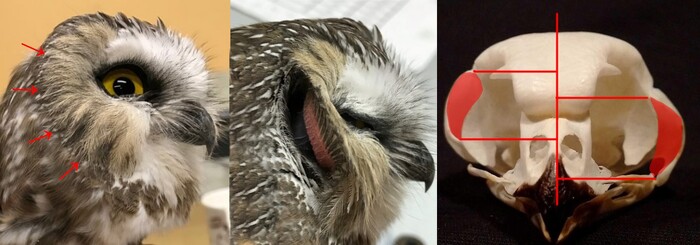 ����: ������ ������� ����