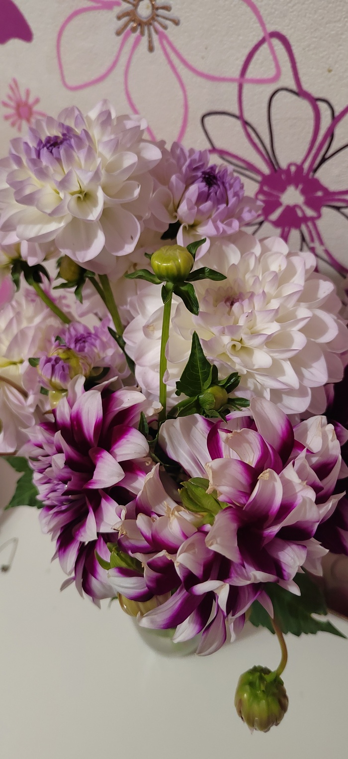 26 лет День рождения, Длиннопост, Фотография