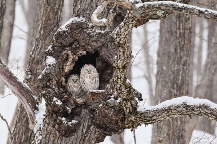 ����: ������ ������� ����