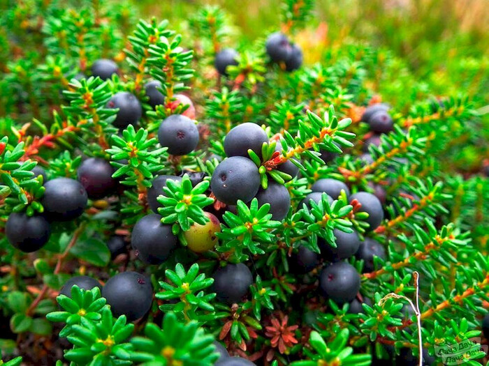 ,  .    <!--noindex--><a href="https://pikabu.ru/story/taezhnyie_yagodyi_13070755?u=http%3A%2F%2Fdachadacha.com&t=dachadacha.com&h=fcd7670bcfed71c1265910bbb3b8b22beee26f1d" title="http://dachadacha.com" target="_blank" rel="nofollow noopener">dachadacha.com</a><!--/noindex-->.