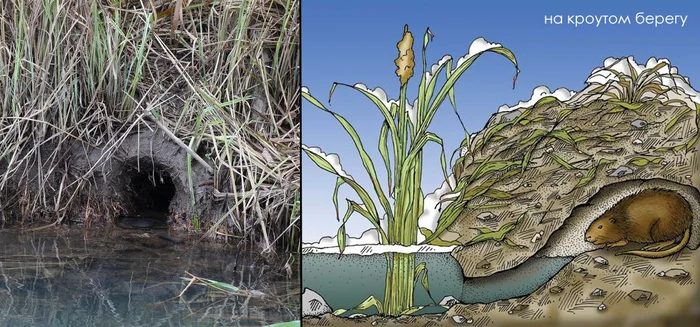 Дом ондатры