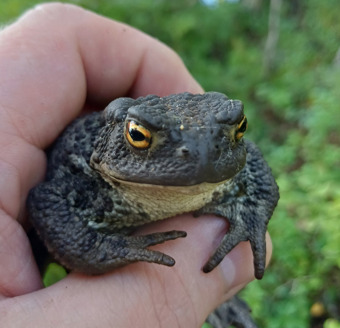 Жабья среда