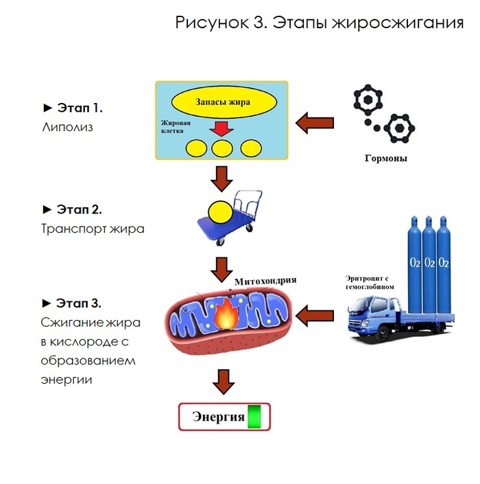 Рисунок 3. Процесс жиросжигания в организме.