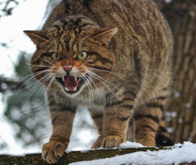 Лесной кот: Никогда не подбирайте котят в лесу. Это совсем другое, весьма опасное, животное Лесной кот, Животные, Дикие животные, Яндекс Дзен, Яндекс Дзен (ссылка), Длиннопост, Семейство кошачьих, Волна постов Лесной кот: Никогда не подбирайте котят в лесу. Это совсем другое, весьма опасное, животное Лесной кот, Животные, Дикие животные, Яндекс Дзен, Яндекс Дзен (ссылка), Длиннопост, Семейство кошачьих, Волна постов