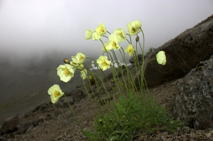  .    <!--noindex--><a href="https://pikabu.ru/story/mak_laplandskiy_13079183?u=http%3A%2F%2Fpabgi.ru&t=pabgi.ru&h=c6ca7ae29180eb415a0a8b246b9066027702b992" title="http://pabgi.ru" target="_blank" rel="nofollow noopener">pabgi.ru</a><!--/noindex-->.