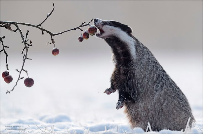 О, ягодки! Как хорошо, что проснулся и погулять пошёл.