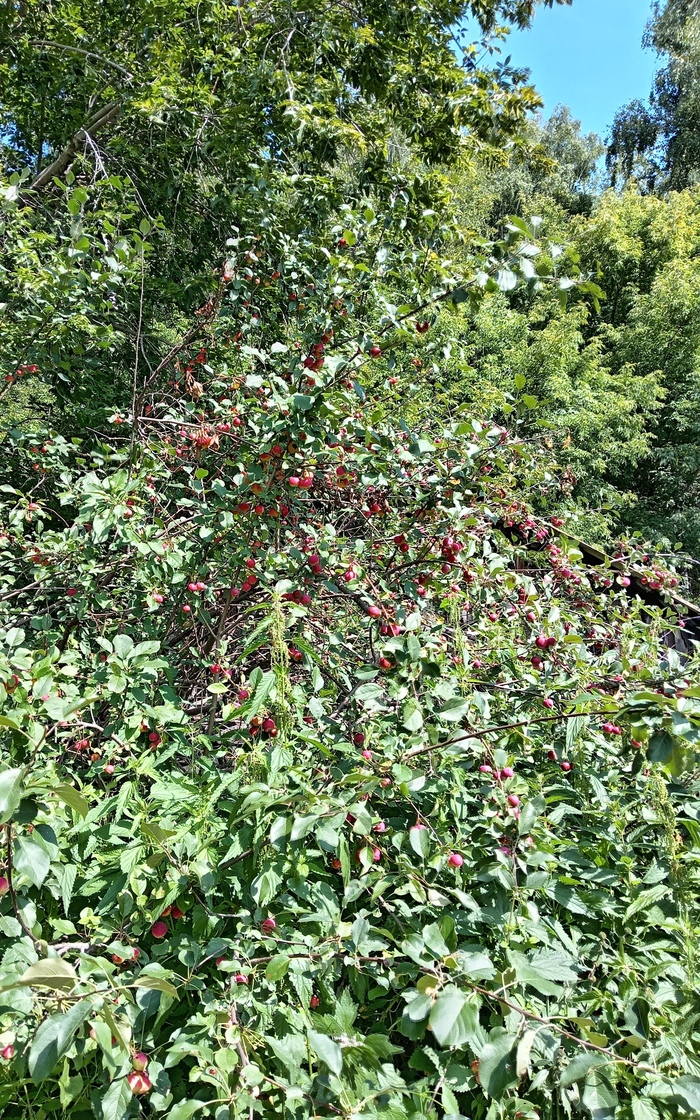 ��� ��� ������� ������� - ����� � ���� ������.