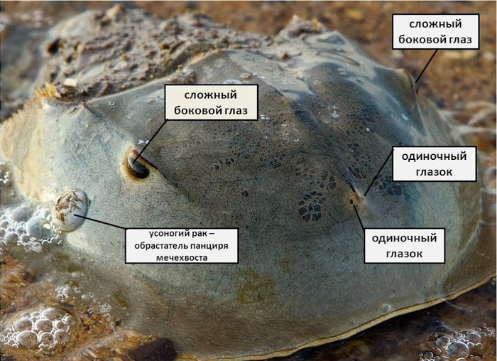 Памятка о расположении глаз на мечехвосте. Глаз и усоногих раков.