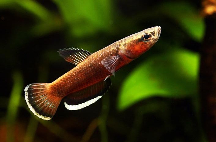 Betta albimarginata