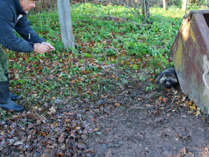 Из гордого лесного жителя она превратится в привокзального попрошайку и станет окучивать просительным взглядом всех встречных.