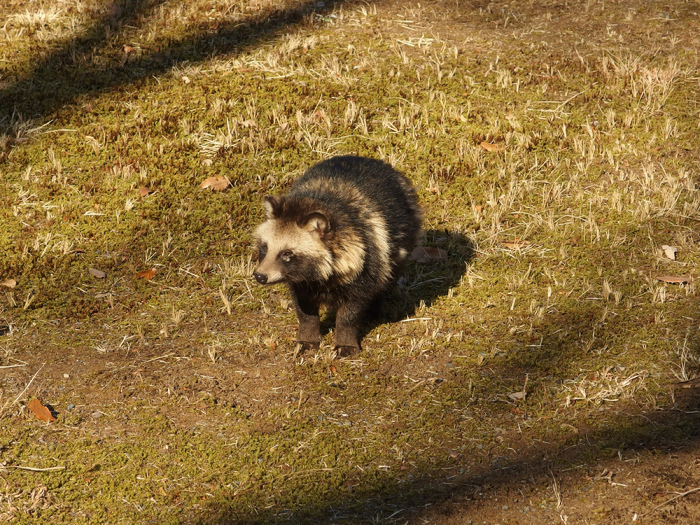 Захворавшую енотку не напугать ни автомобильным гудком, ни грозным «Фу!». Подводит её и собственный опорно-двигательный аппарат: конечности становятся неустойчивыми, как настроение весенней погоды.