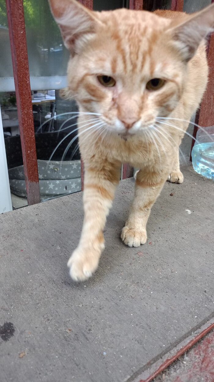 Рыжик сегодня забран с улицы и едет сдаваться ветеринару на анализы