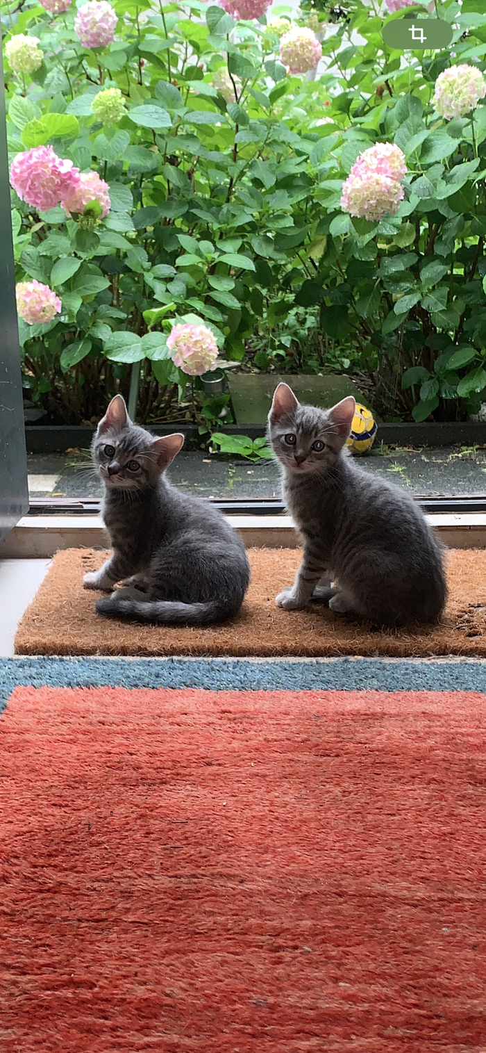 Они оба попали в одни руки.