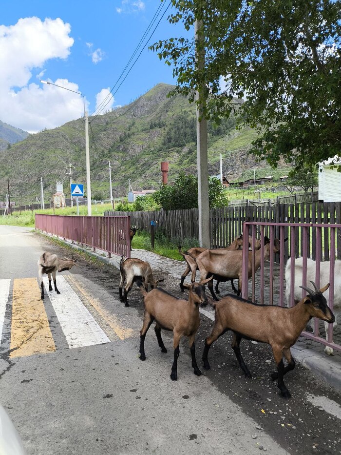 Все по правилам - пешеходный переход.