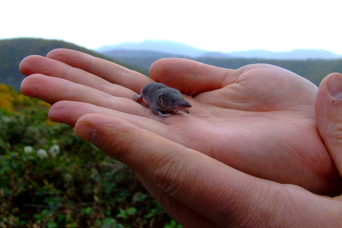 Подайте бурозубке на пропитание!