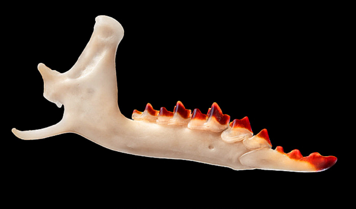 Фото-пояснение, почему бурозубку назвали бурозубкой. Название дано за красновато-бурый цвет её зубов в первый год жизни.