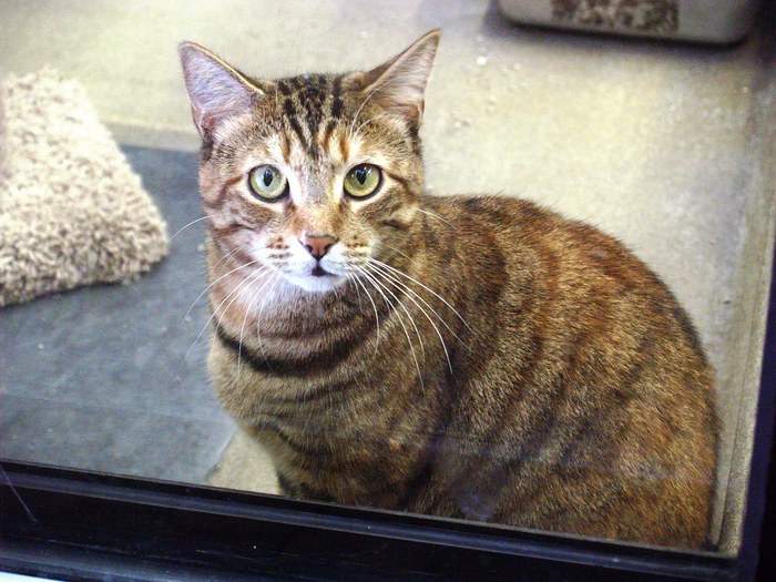 Фотография домашней кошки, которая вырастила Игоря и его братьев и сестёр в зоопарке Цинциннати.2007 г