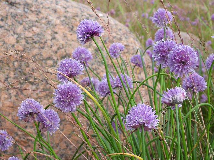 Фото Л. Головневой.