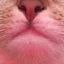 user11075327