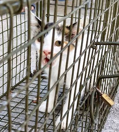 Необычный котёнок Ума ищет дом!