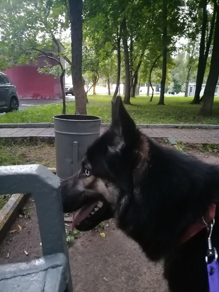 Помогите найти старых или новых хозяев! Собака, Без рейтинга, Москва, Потеряшка, Длиннопост