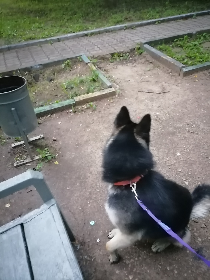 Помогите найти старых или новых хозяев! Собака, Без рейтинга, Москва, Потеряшка, Длиннопост