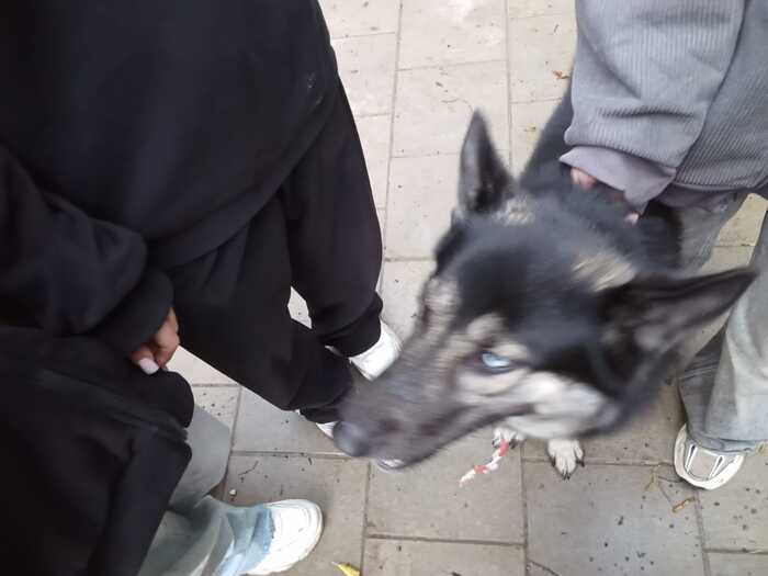 Помогите найти старых или новых хозяев! Собака, Без рейтинга, Москва, Потеряшка, Длиннопост