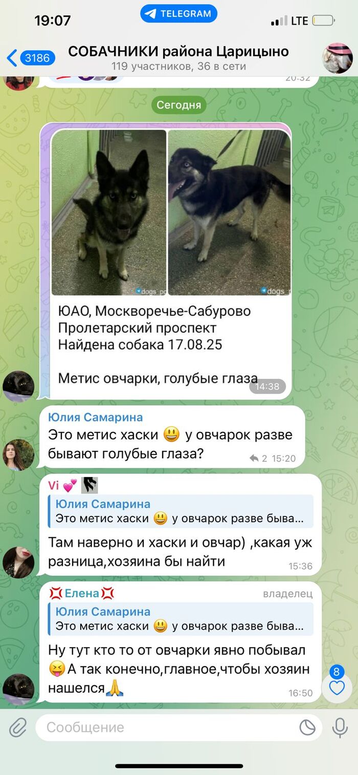 Помогите найти старых или новых хозяев! Собака, Без рейтинга, Москва, Потеряшка, Длиннопост