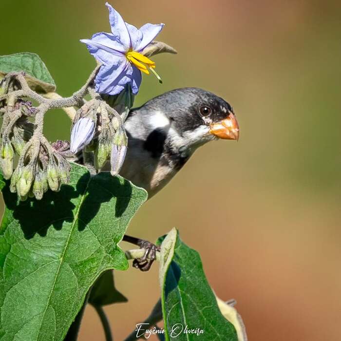 Белогорлая вьюрковая овсянка