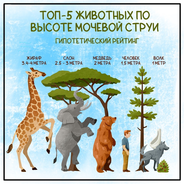 На какой высоте писает медведь, или Почему ягоды ниже пояса нельзя собирать?