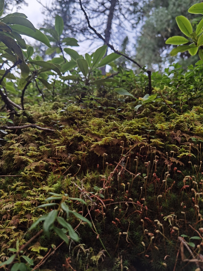 Микромир тоже заслуживает внимания