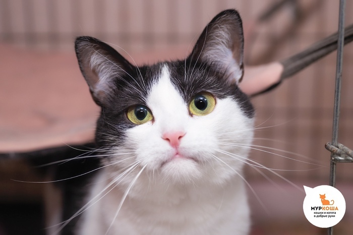 Кошка Ирса – 2 года, найдена на улице.