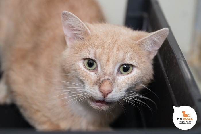 Кот Сырочек – 2 года, найден на улице