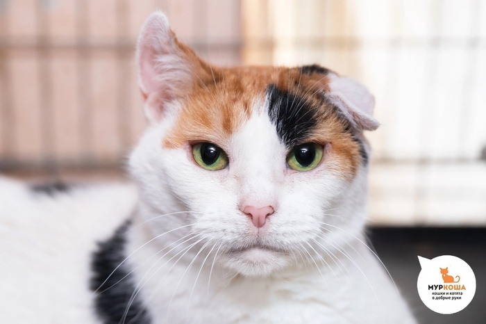 Кошка Лара Крофт – 7 лет, из переполненной квартиры.