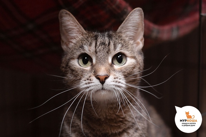 Кошка Джибути возраст – 6 лет, домашняя.