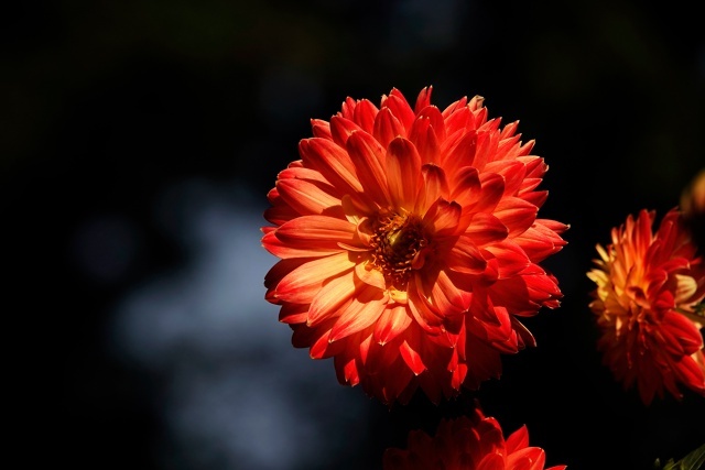 Георгины - розы осени...