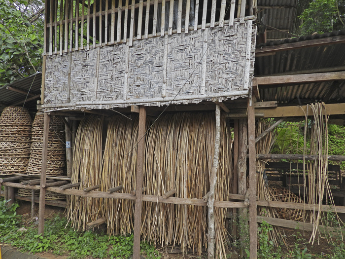 Заготовка стеблей бамбука. Филиппины.